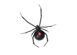 Black Widow