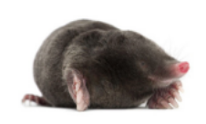 Ground Mole