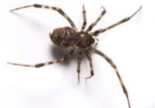 House Spider