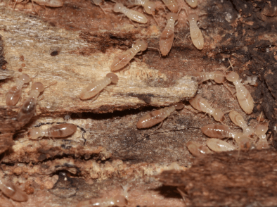 Subterranean Termites